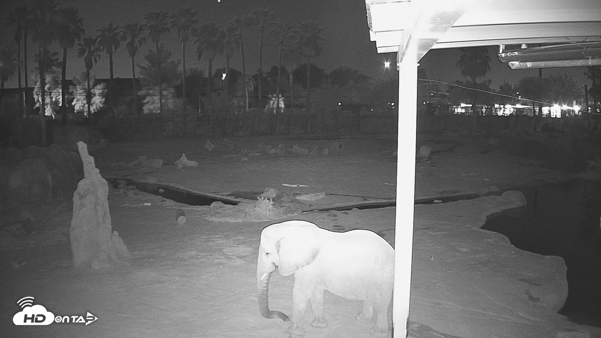 Snapshot of Reid Park Zoo Elephant Mudpit Live Webcam taken Sep 5, 2026, 10:47pm MST