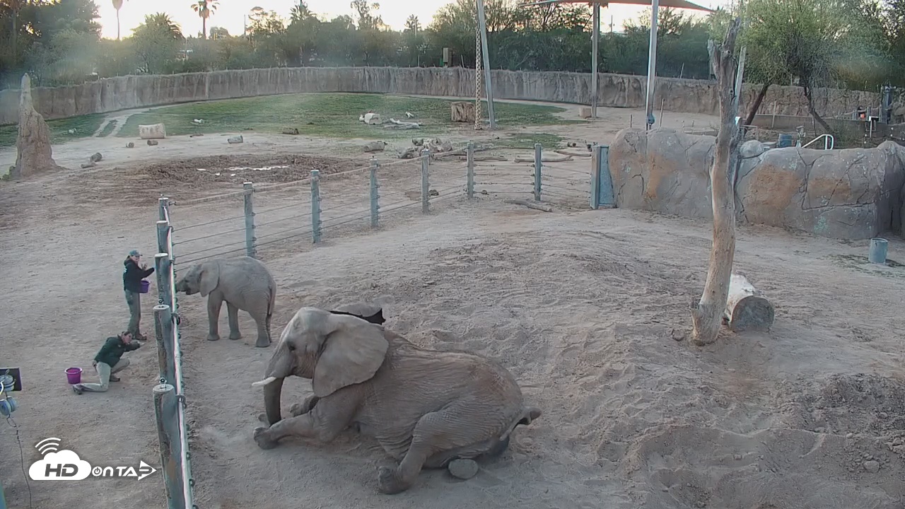 Snapshot of Reid Park Zoo Elephant Mudpit Live Webcam taken Mar 7, 2026, 6:59am MST