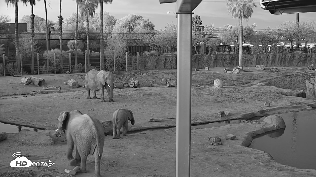 Snapshot of Reid Park Zoo Elephant Mudpit Live Webcam taken Mar 1, 2026, 6:34am MST