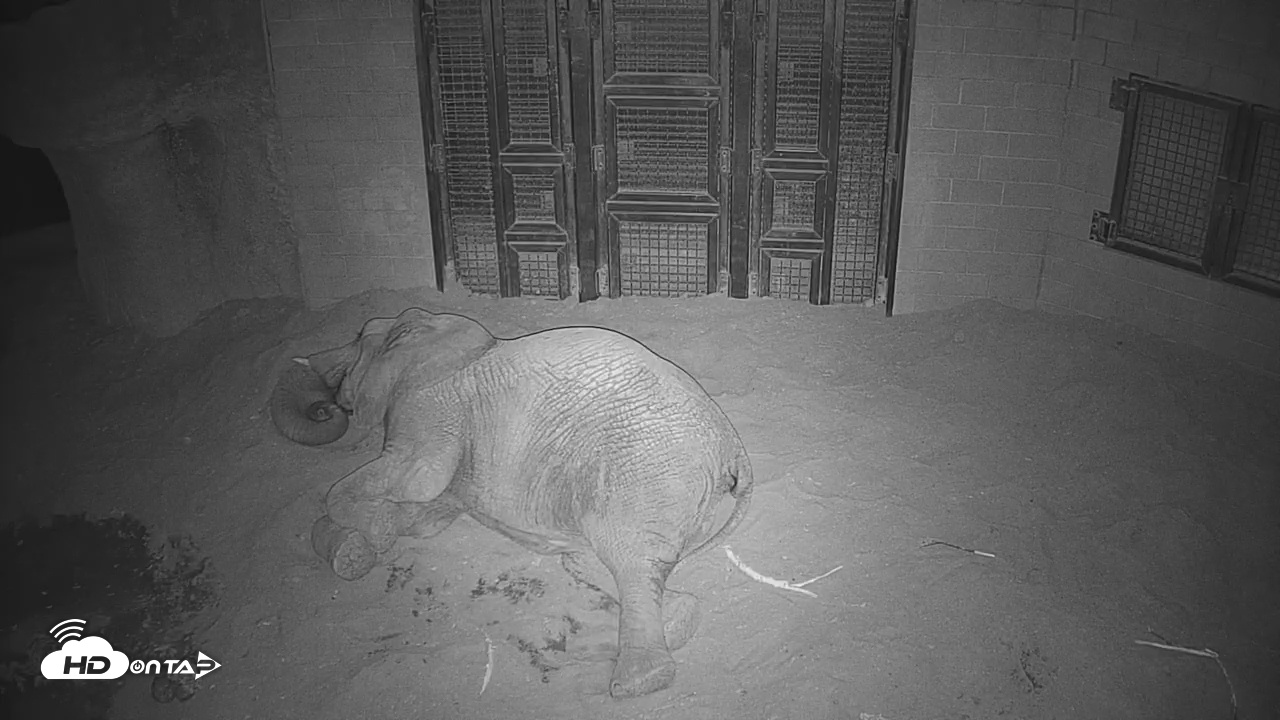Snapshot of Reid Park Zoo Elephant Mudpit Live Webcam taken Dec 30, 2025, 9:16pm MST