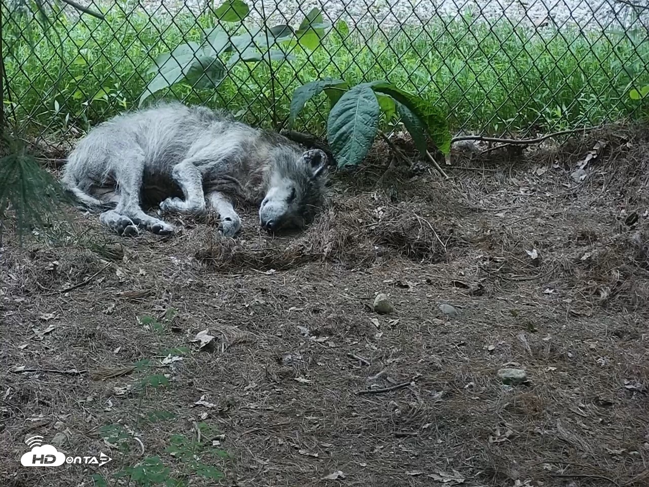 Snapshot of Wolf Center - Group 2 Wolves Live Webcam taken Jun 10, 2026, 7:46pm EDT