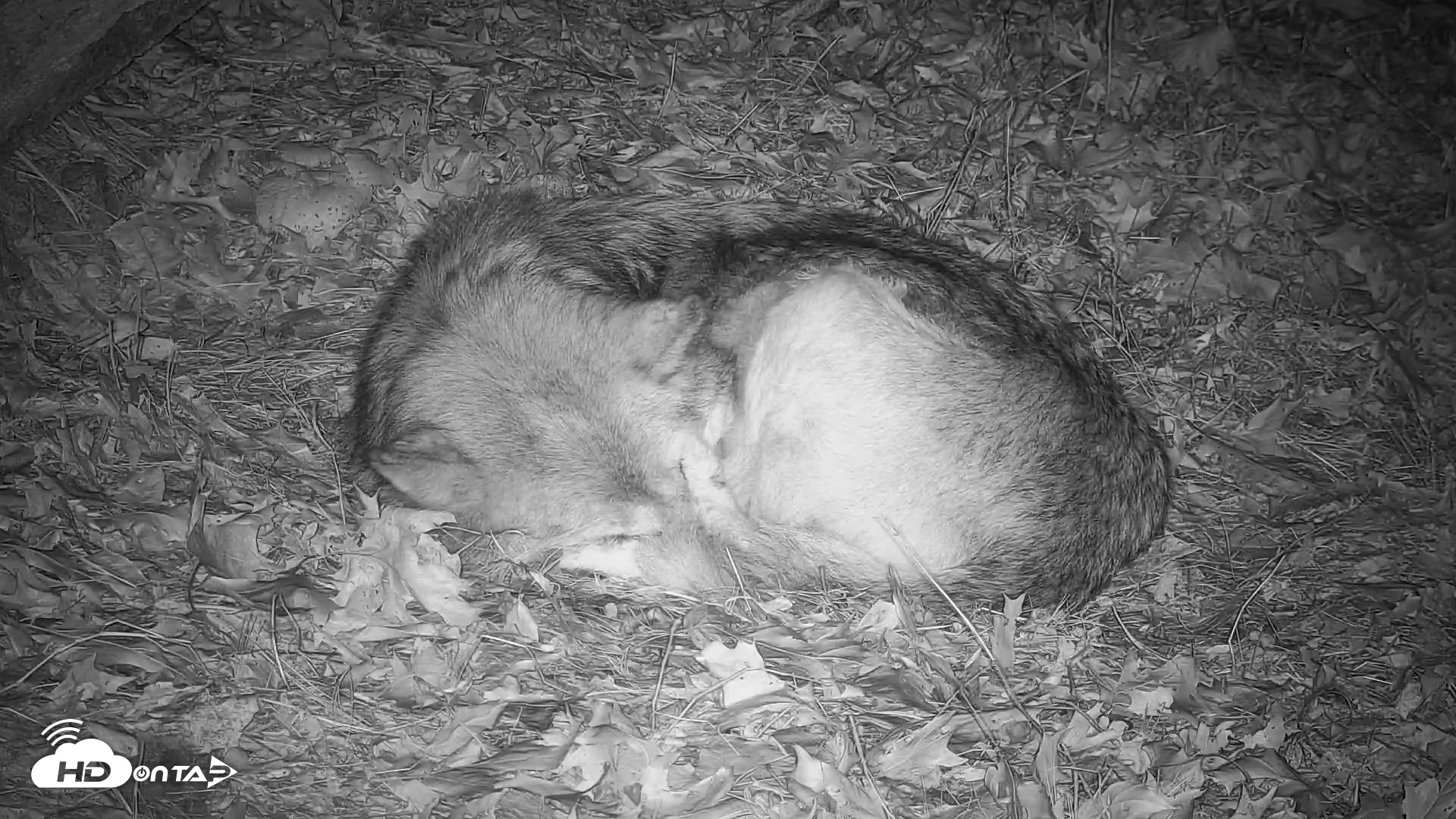 Snapshot of Wolf Center - Group 2 Wolves Live Webcam taken Nov 18, 2025, 7:56pm EST