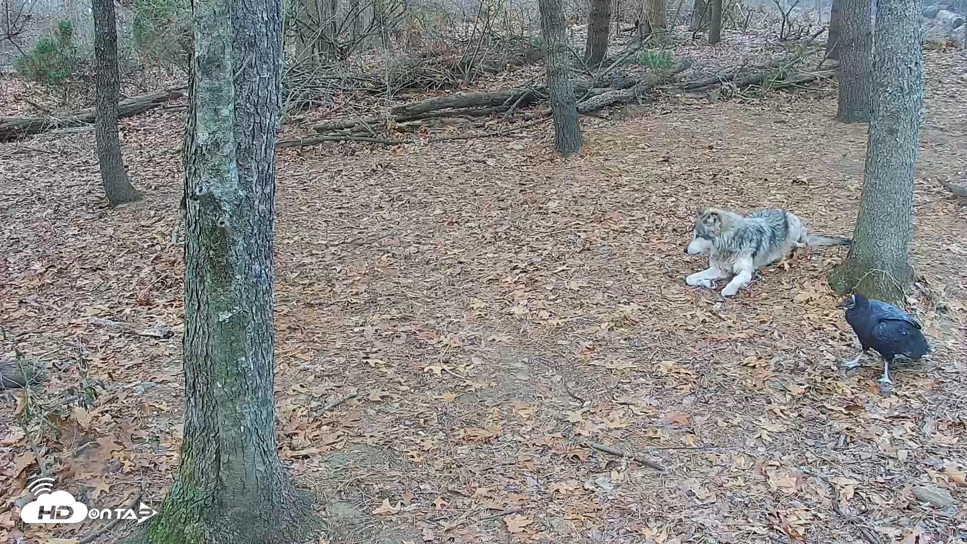 Snapshot of Wolf Center - Group 2 Wolves Live Webcam taken Dec 11, 2025, 7:43am EST