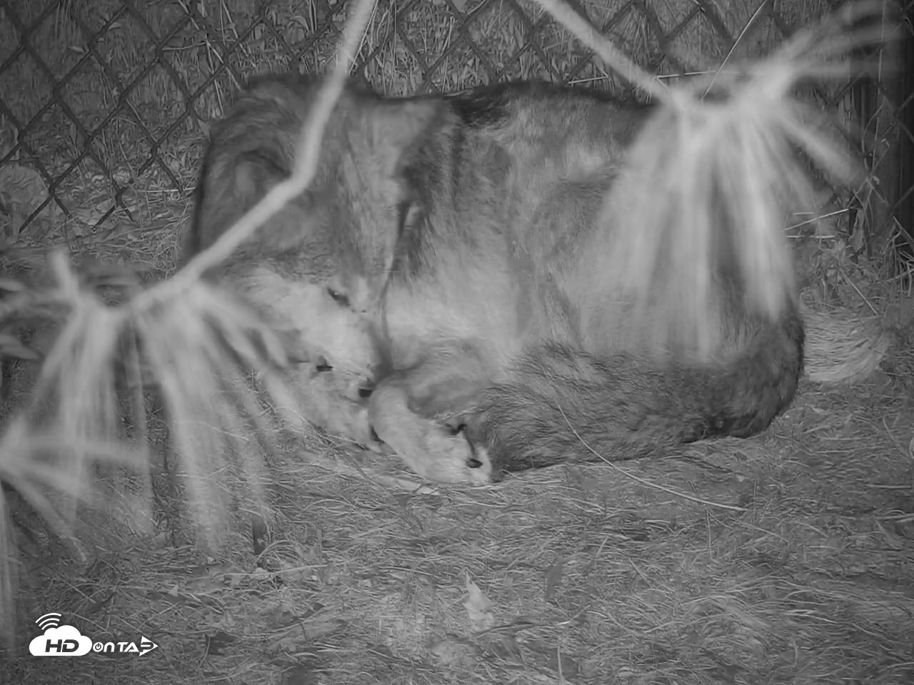 Snapshot of Wolf Center - Group 2 Wolves Live Webcam taken May 18, 2026, 10:37pm EDT