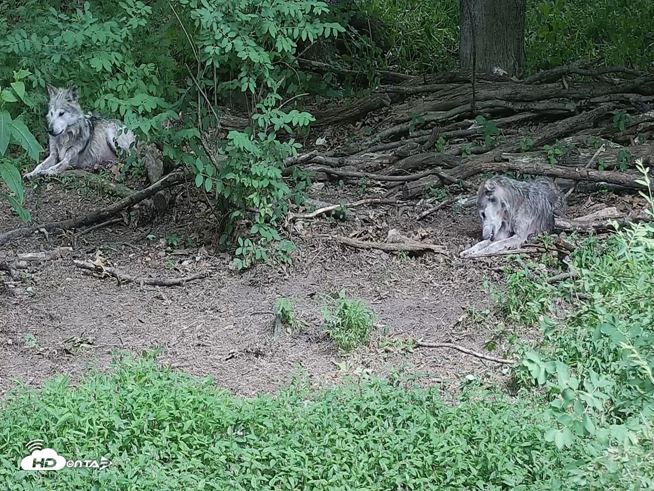 Snapshot of Wolf Center - Group 2 Wolves Live Webcam taken Jun 19, 2026, 2:31pm EDT
