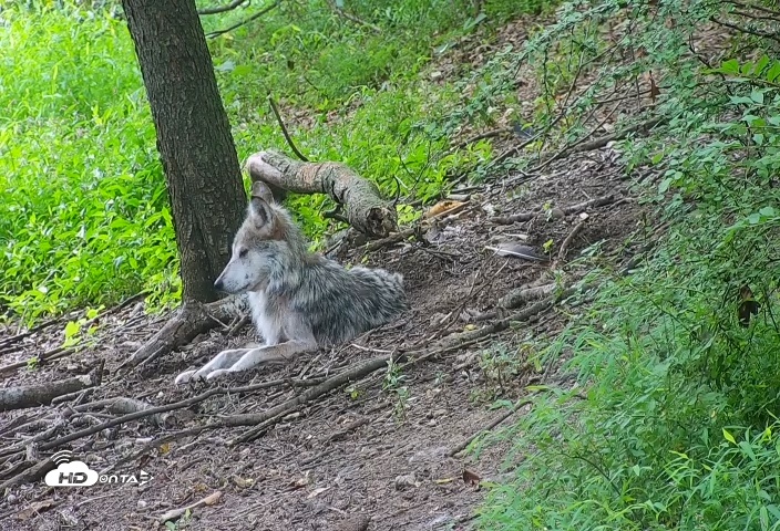 Snapshot of Wolf Center - Group 2 Wolves Live Webcam taken Jul 14, 2025, 7:22am EDT