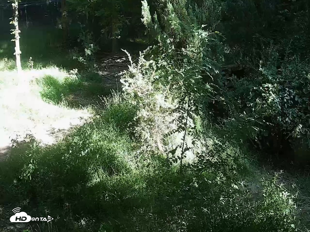 Snapshot of Wolf Center - Group 2 Wolves Live Webcam taken Sep 18, 2026, 4:35pm EDT