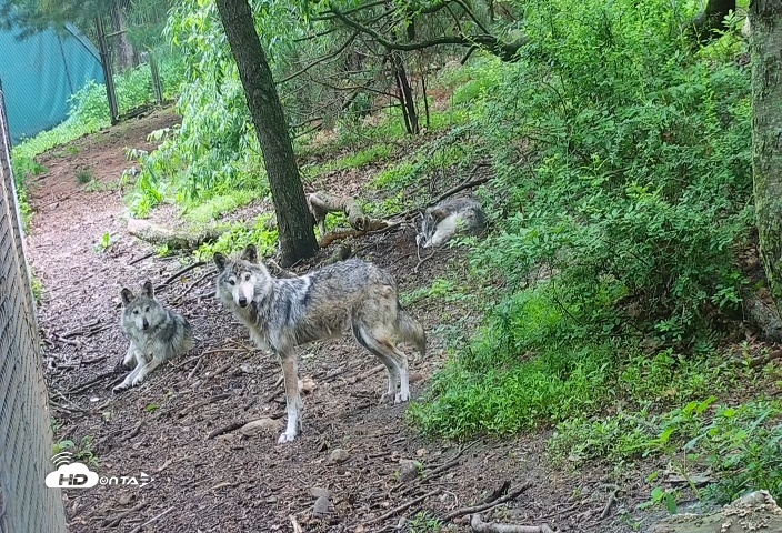 Snapshot of Wolf Center - Group 2 Wolves Live Webcam taken May 30, 2025, 7:38am EDT