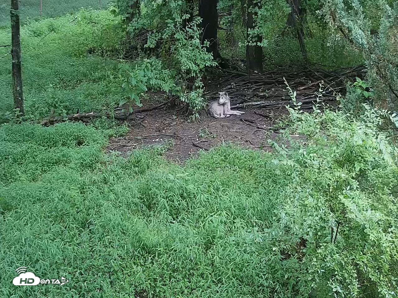 Snapshot of Wolf Center - Group 2 Wolves Live Webcam taken Jul 7, 2026, 12:54pm EDT