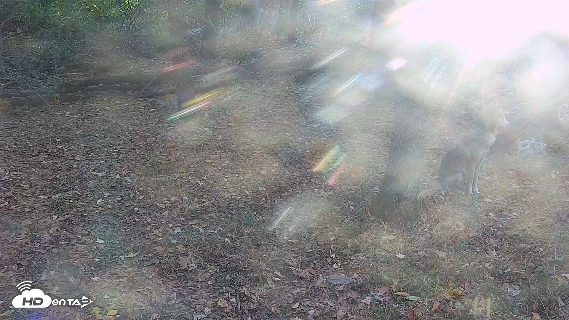 Snapshot of Wolf Center - Group 2 Wolves Live Webcam taken Oct 21, 2025, 8:12am EDT