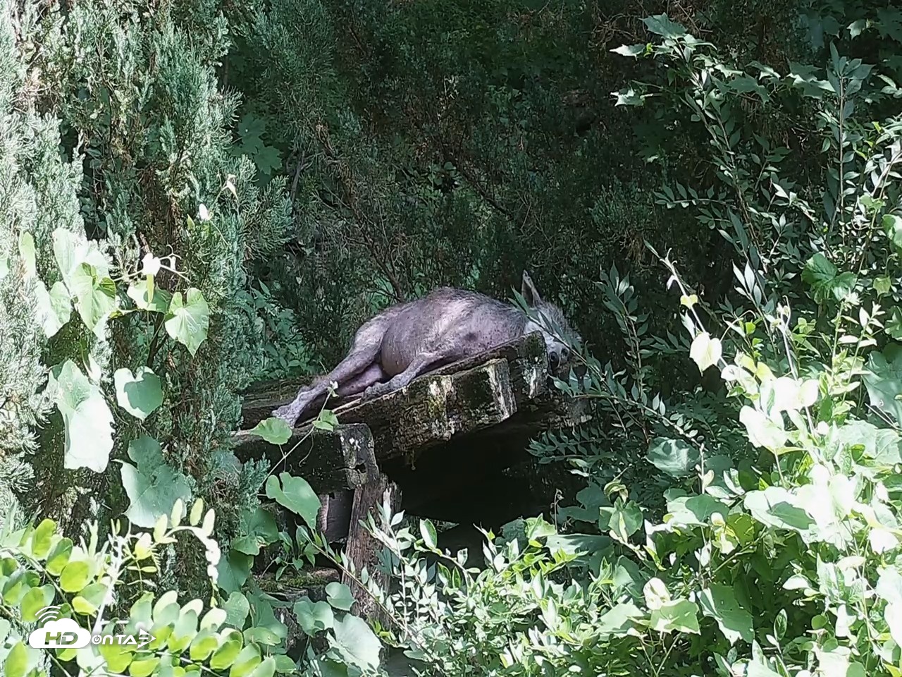 Snapshot of Wolf Center - Group 2 Wolves Live Webcam taken Jul 24, 2026, 3:42pm EDT