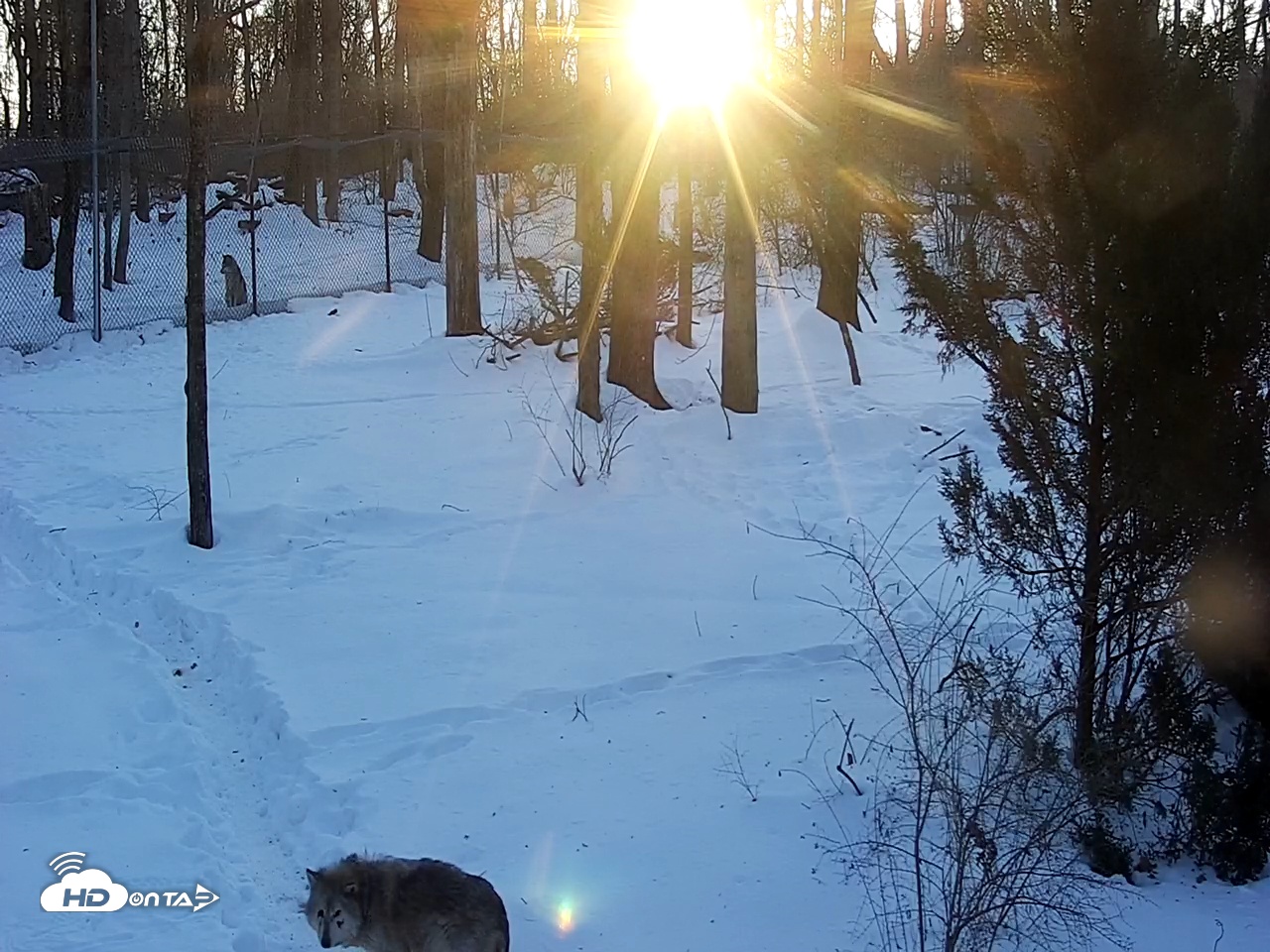 Snapshot of Wolf Center - Group 2 Wolves Live Webcam taken Feb 9, 2026, 7:30am EST