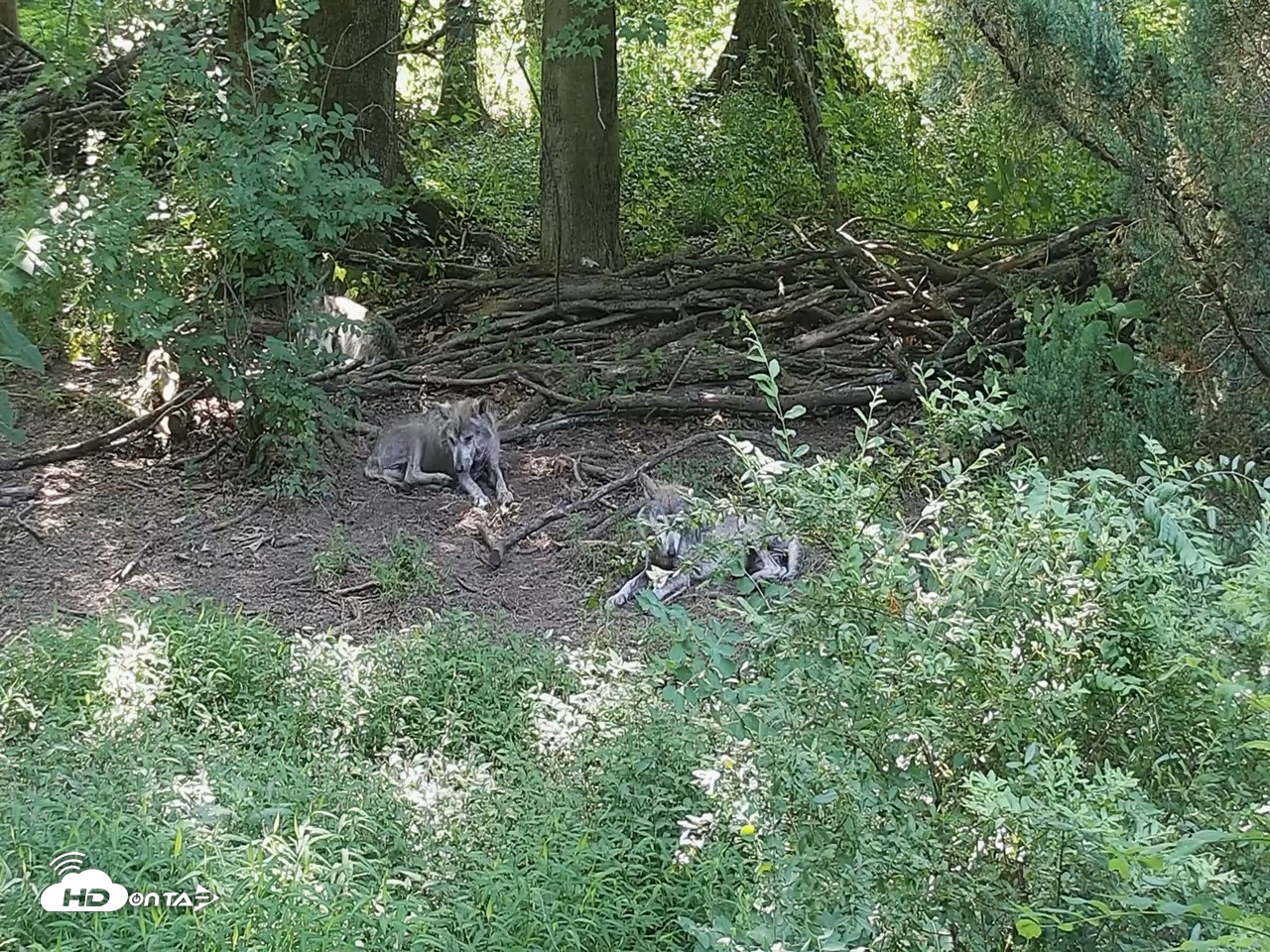 Snapshot of Wolf Center - Group 2 Wolves Live Webcam taken Jun 30, 2026, 10:14am EDT