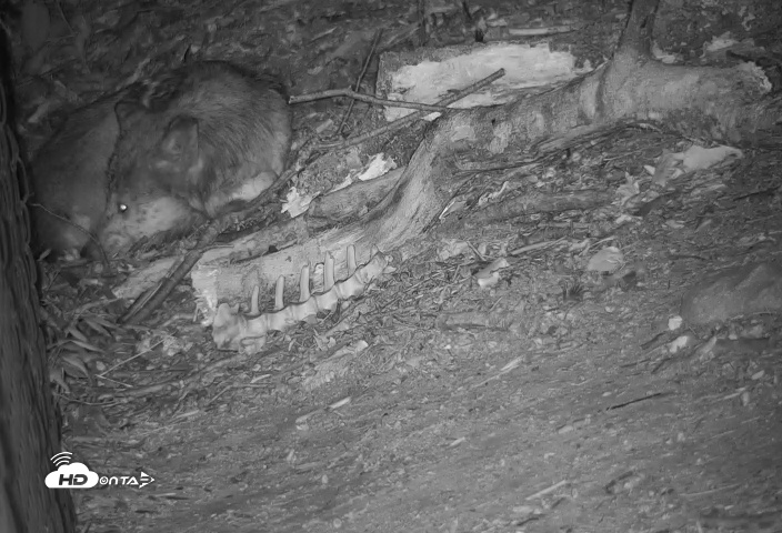 Snapshot of Wolf Center - Group 2 Wolves Live Webcam taken Jul 20, 2025, 11:29pm EDT