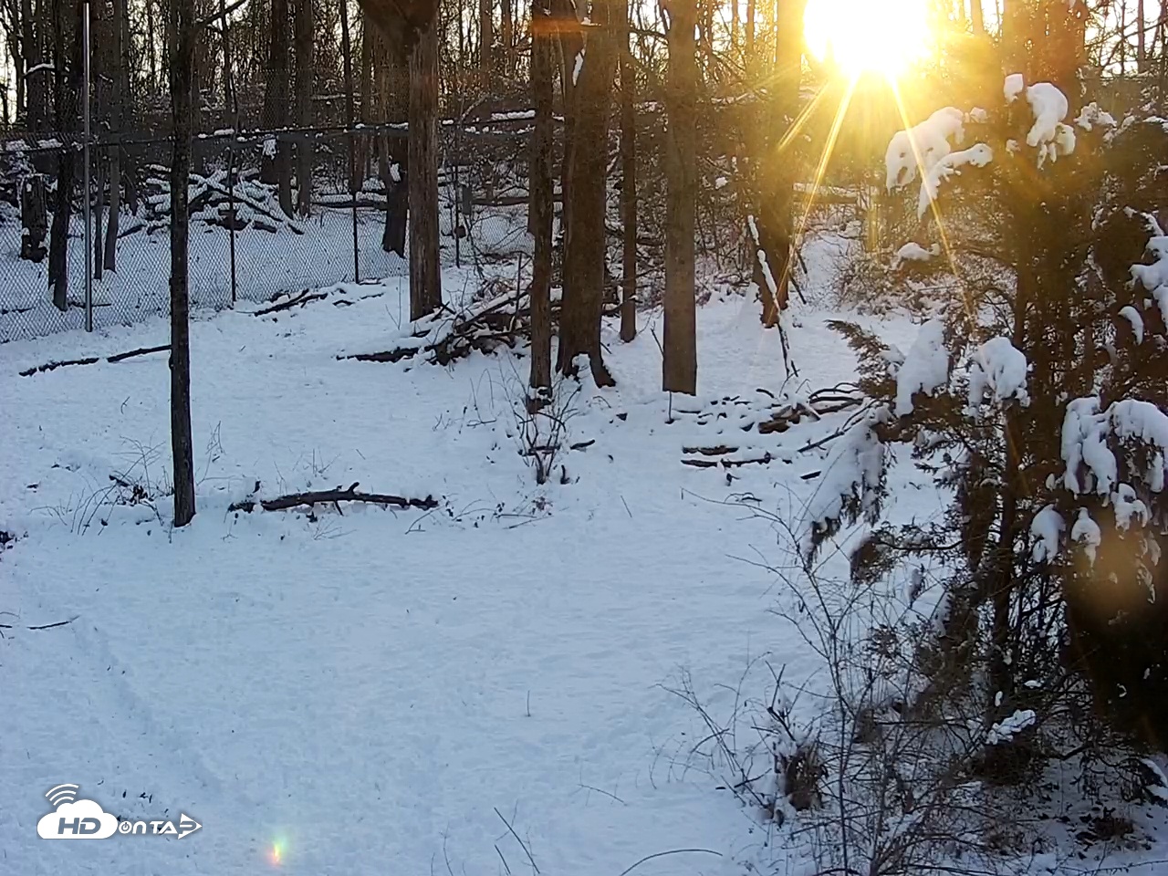 Snapshot of Wolf Center - Group 2 Wolves Live Webcam taken Jan 21, 2026, 7:51am EST