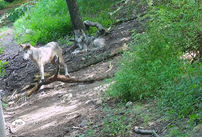 Snapshot of Wolf Center - Group 2 Wolves Live Webcam taken Jul 22, 2025, 9:59am EDT