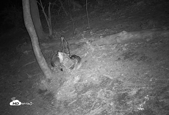 Snapshot of Wolf Center - Group 2 Wolves Live Webcam taken Apr 21, 2025, 10:11pm EDT