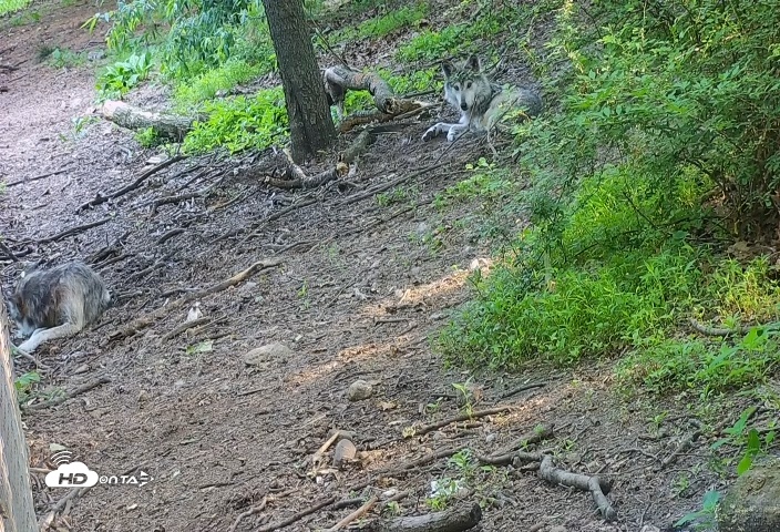 Snapshot of Wolf Center - Group 2 Wolves Live Webcam taken Jun 5, 2025, 7:29am EDT