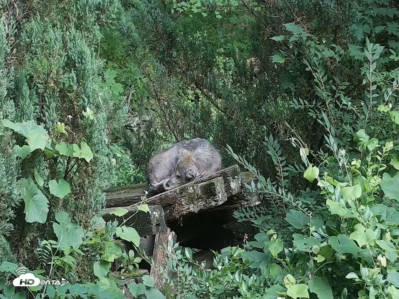 Snapshot of Wolf Center - Group 2 Wolves Live Webcam taken Jul 25, 2026, 7:41pm EDT
