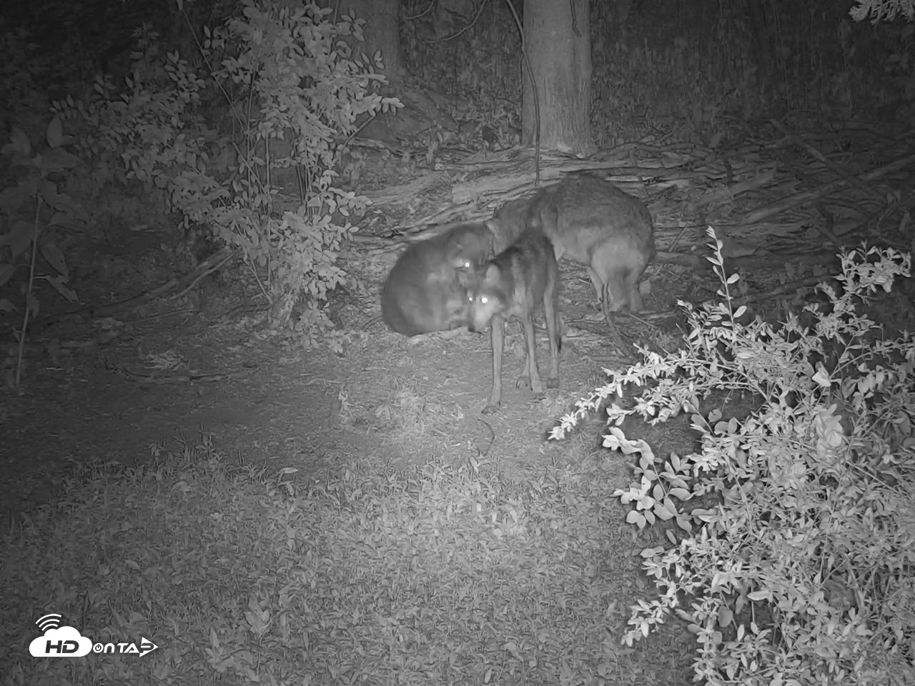Snapshot of Wolf Center - Group 2 Wolves Live Webcam taken Jun 22, 2026, 1:44am EDT