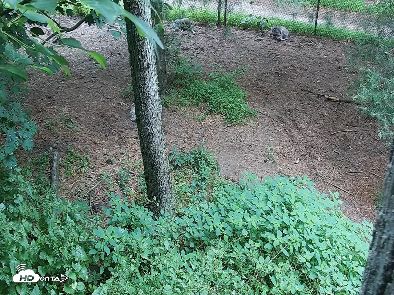 Snapshot of Wolf Center - Group 2 Wolves Live Webcam taken Jun 18, 2026, 10:32am EDT