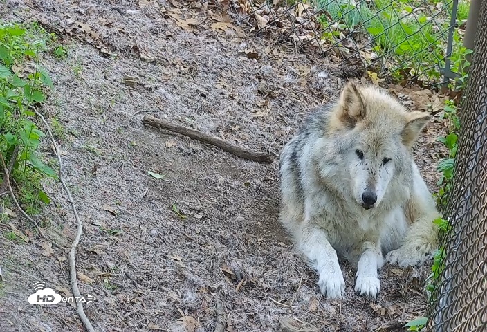 Snapshot of Wolf Center - Group 2 Wolves Live Webcam taken May 1, 2025, 7:47am EDT