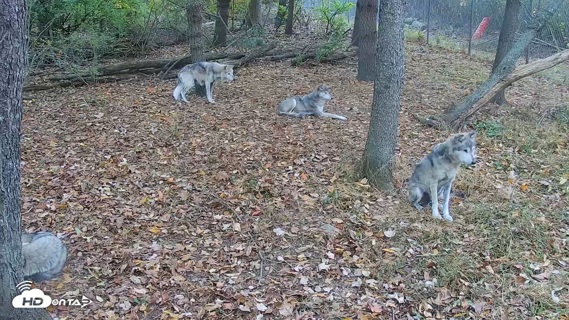 Snapshot of Wolf Center - Group 2 Wolves Live Webcam taken Oct 28, 2025, 7:49am EDT
