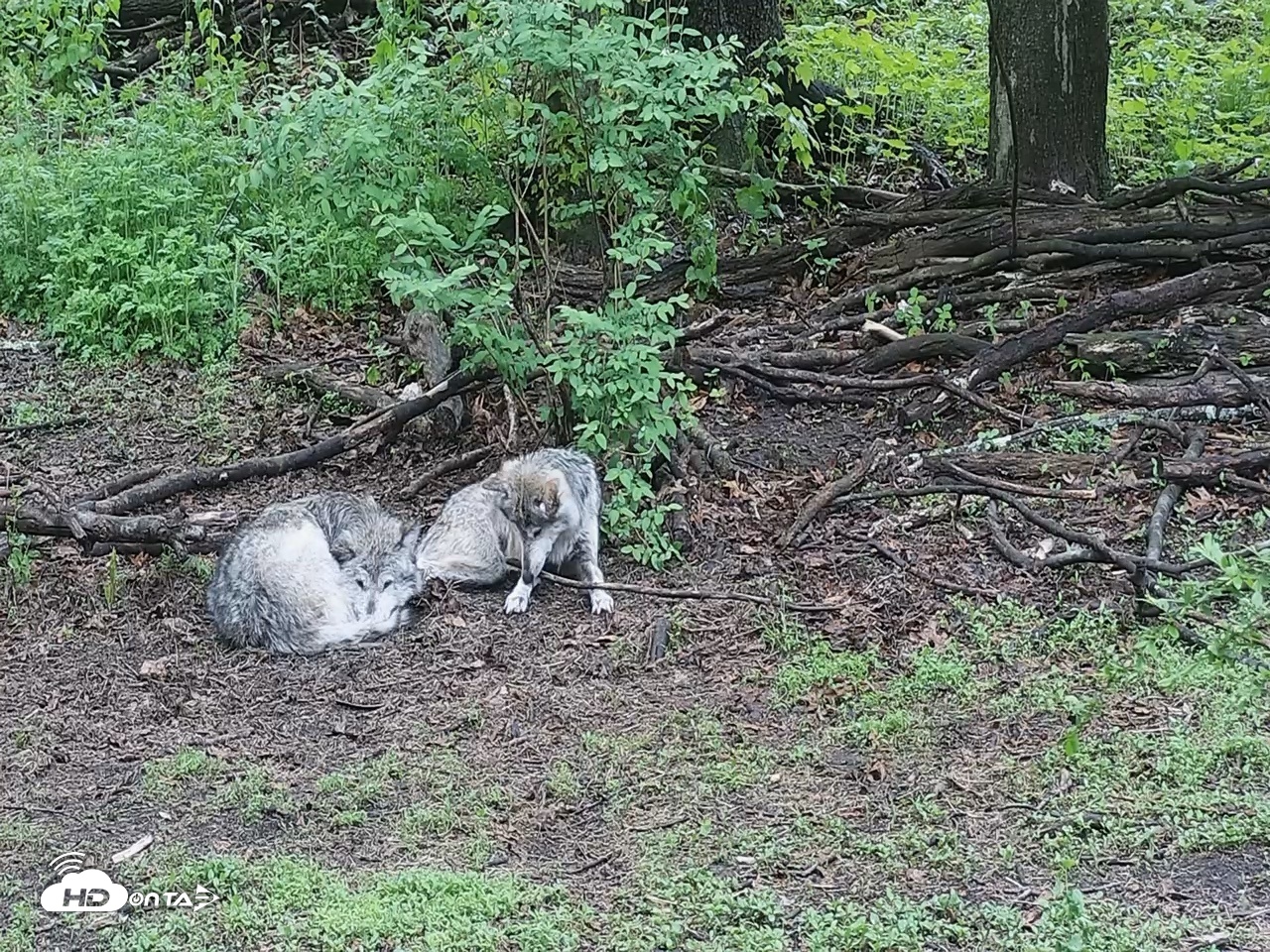 Snapshot of Wolf Center - Group 2 Wolves Live Webcam taken May 10, 2026, 8:17am EDT