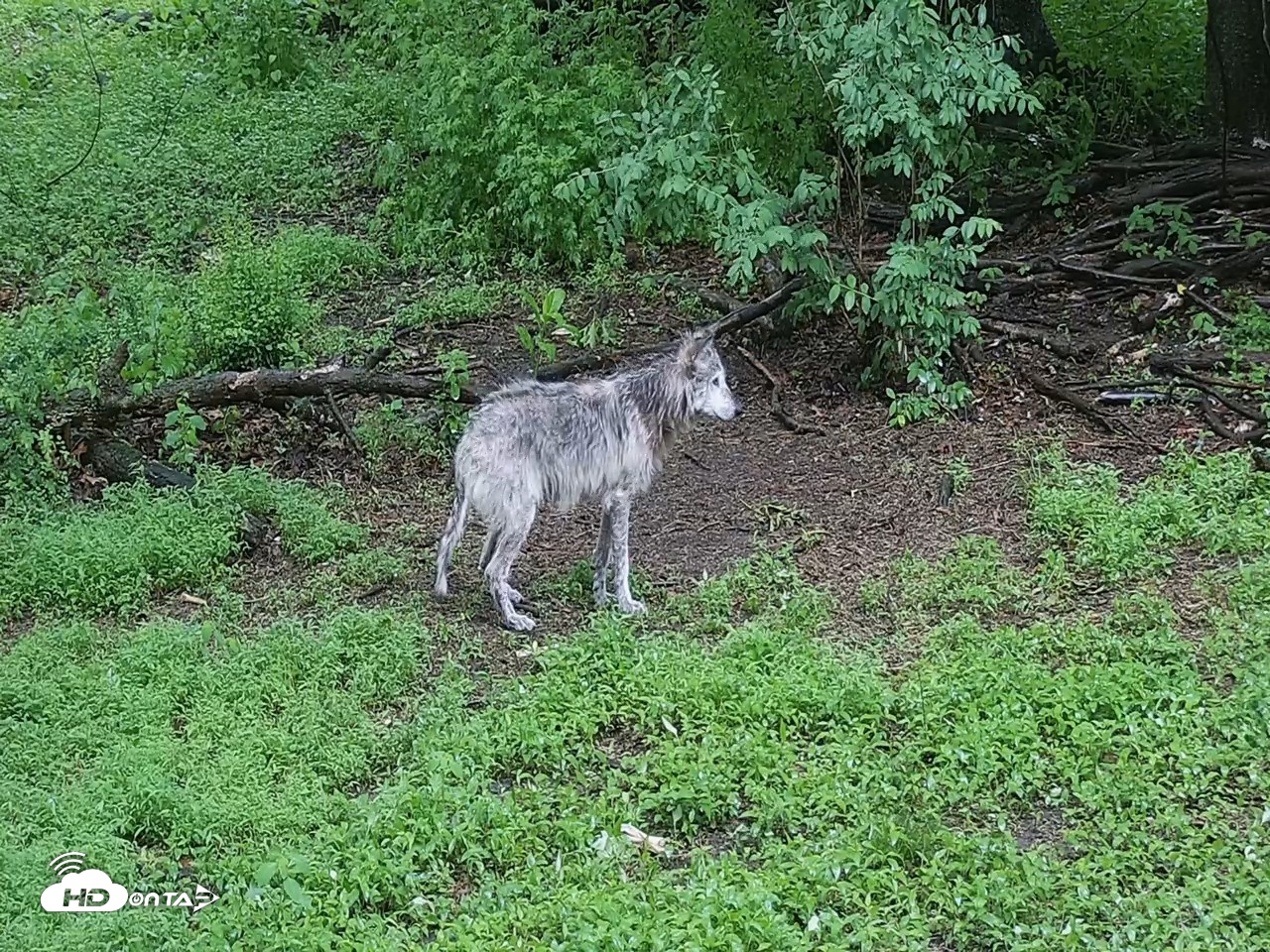Snapshot of Wolf Center - Group 2 Wolves Live Webcam taken May 25, 2026, 8:59am EDT