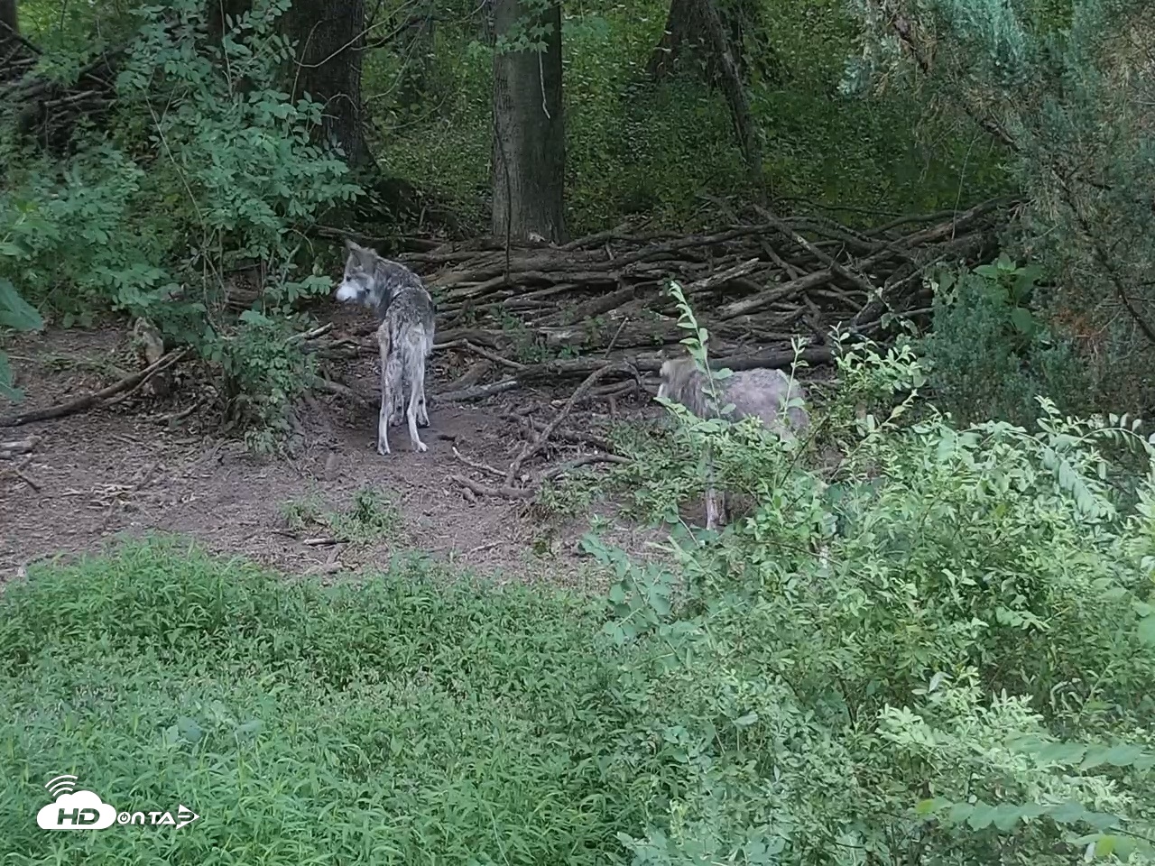 Snapshot of Wolf Center - Group 2 Wolves Live Webcam taken Jul 1, 2026, 5:57am EDT