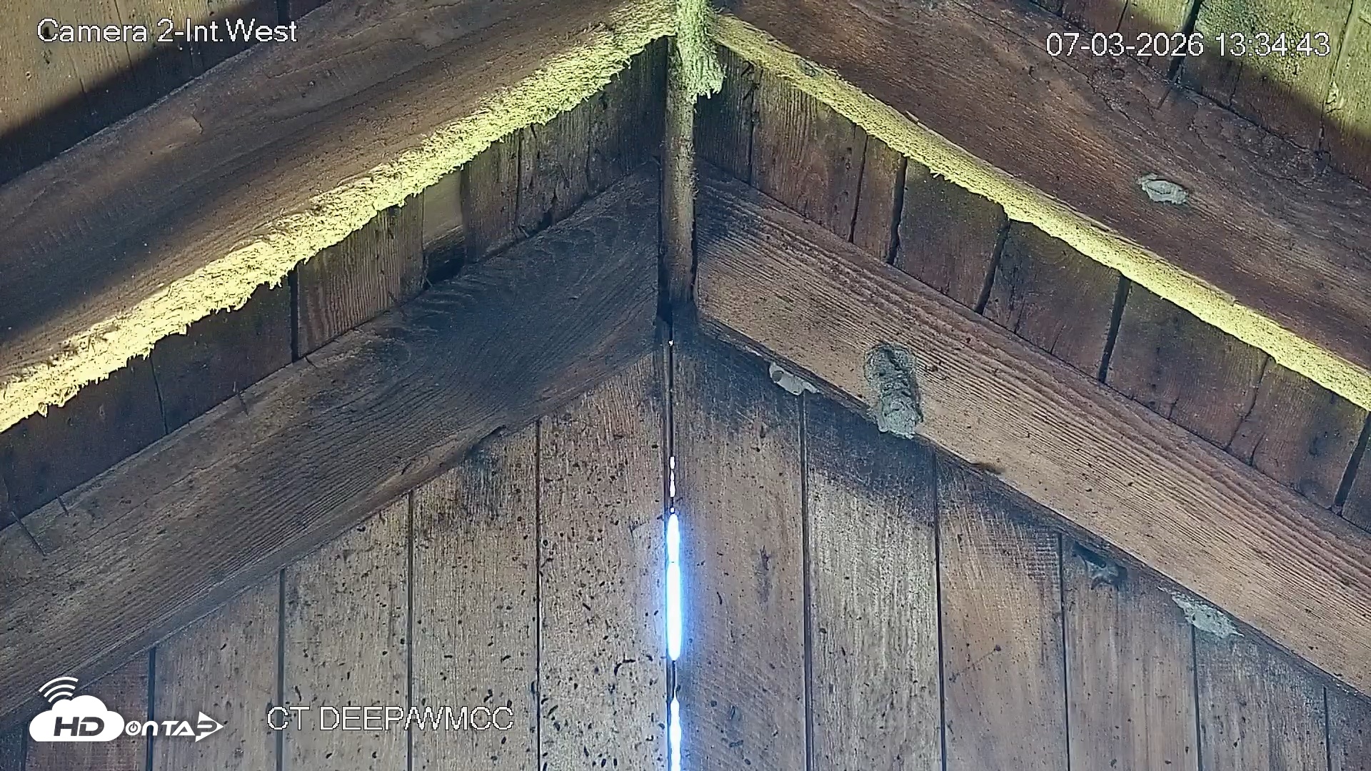Snapshot of Connecticut Live Bat Webcams taken Jul 3, 2026, 1:34pm EDT