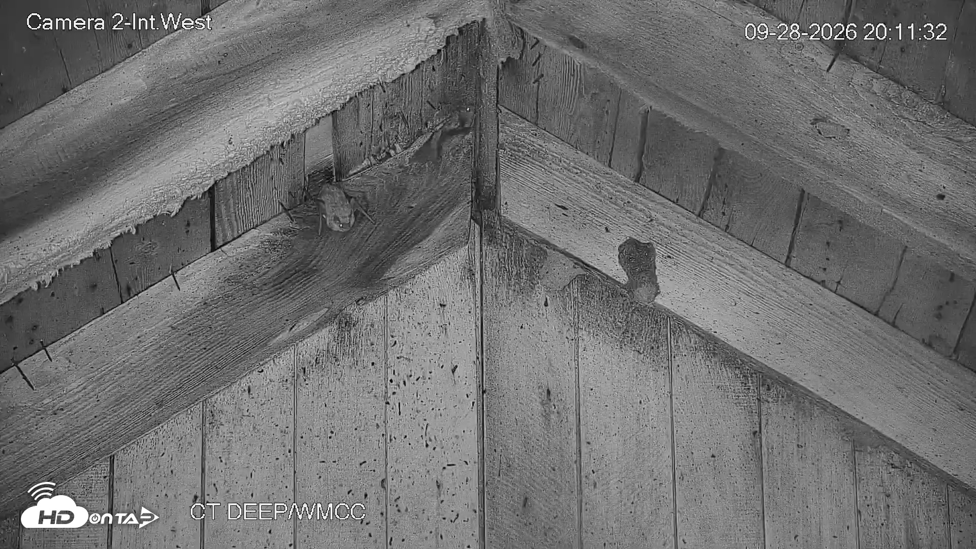 Snapshot of Connecticut Live Bat Webcams taken Sep 28, 2026, 8:12pm EDT
