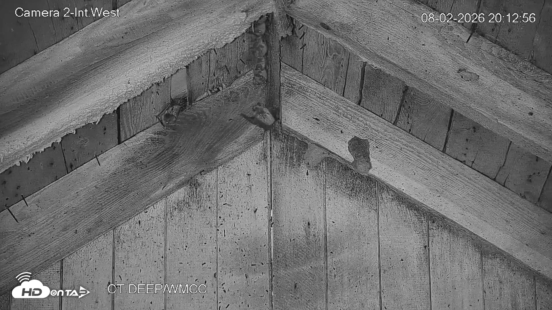 Snapshot of Connecticut Live Bat Webcams taken Aug 2, 2026, 8:13pm EDT