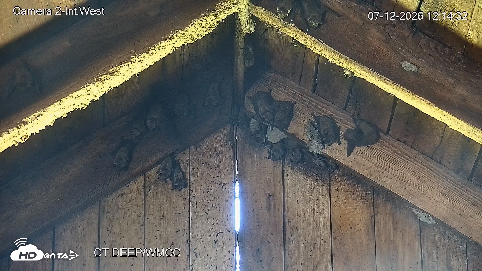 Snapshot of Connecticut Live Bat Webcams taken Jul 12, 2026, 12:15pm EDT