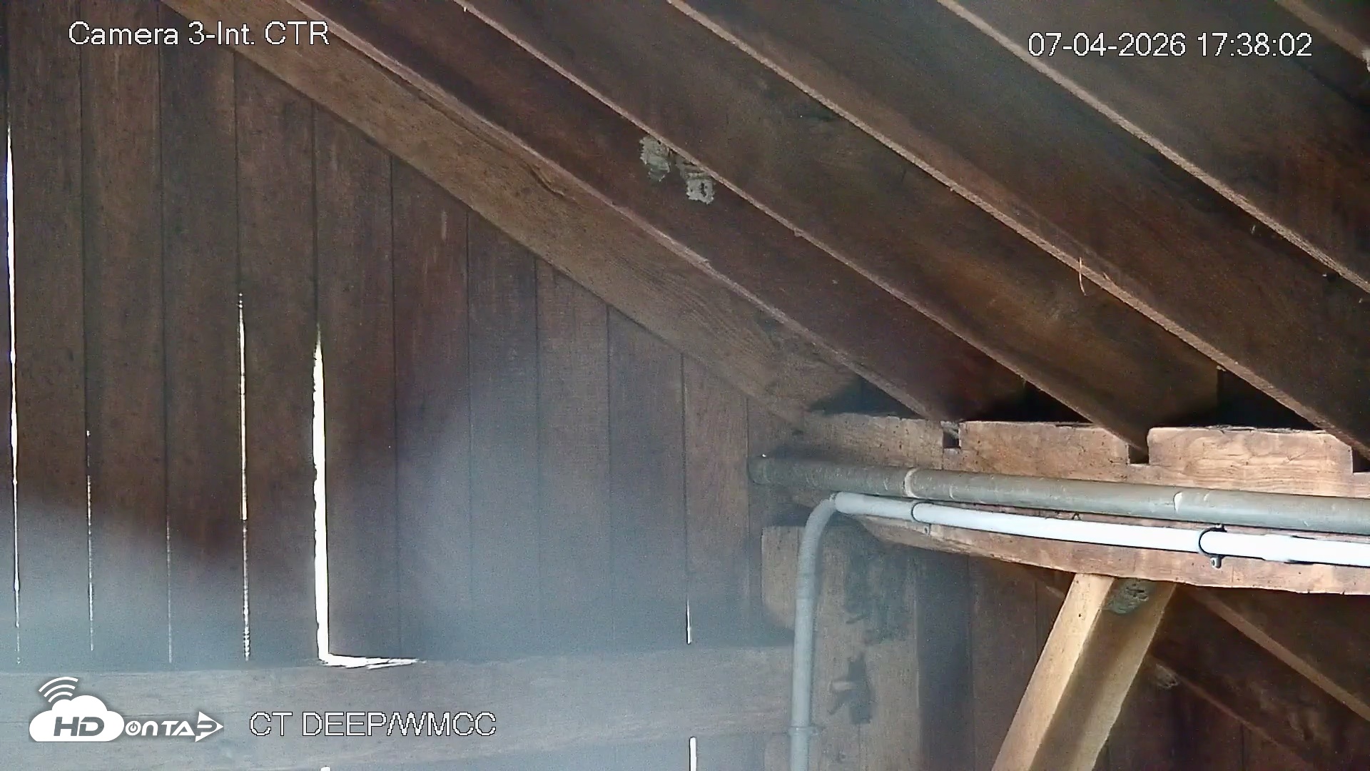 Snapshot of Connecticut Live Bat Webcams taken Jul 4, 2026, 5:38pm EDT