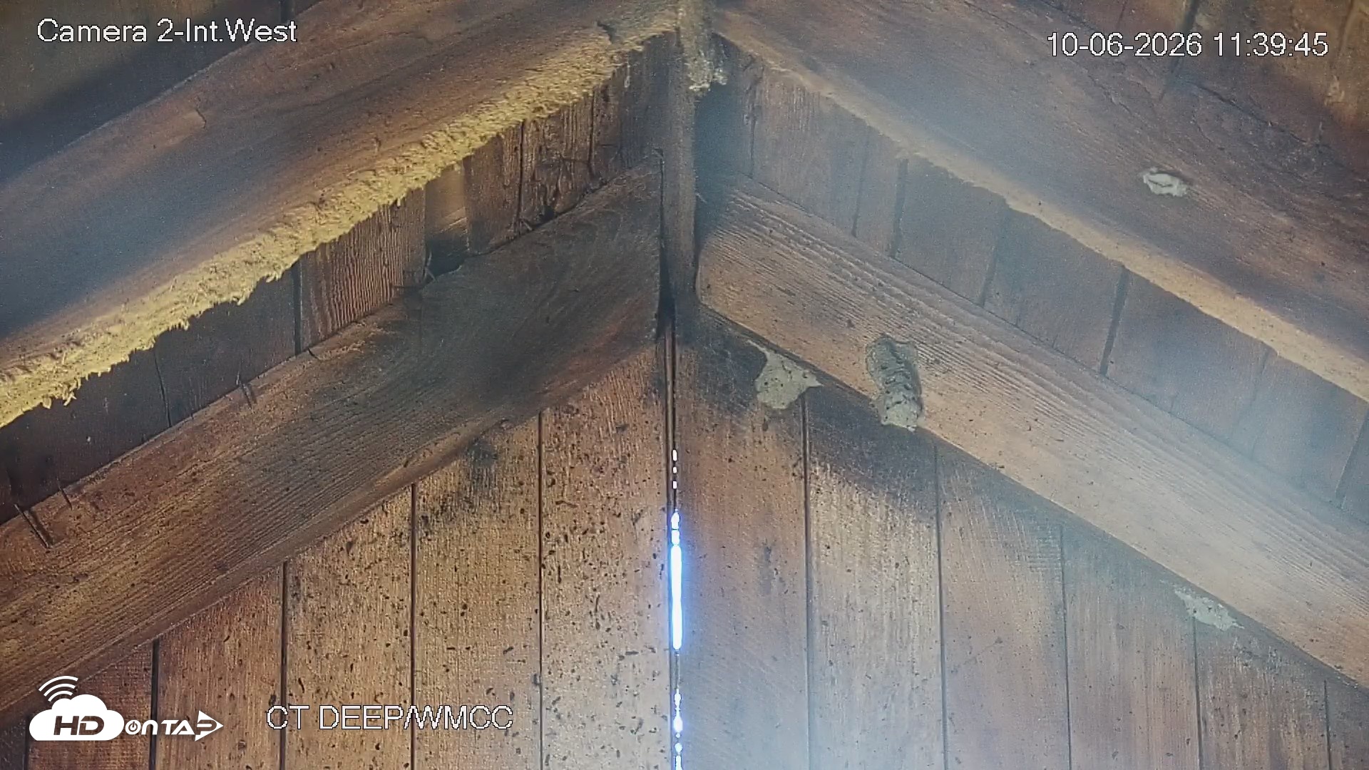 Snapshot of Connecticut Live Bat Webcams taken Oct 6, 2026, 11:40am EDT