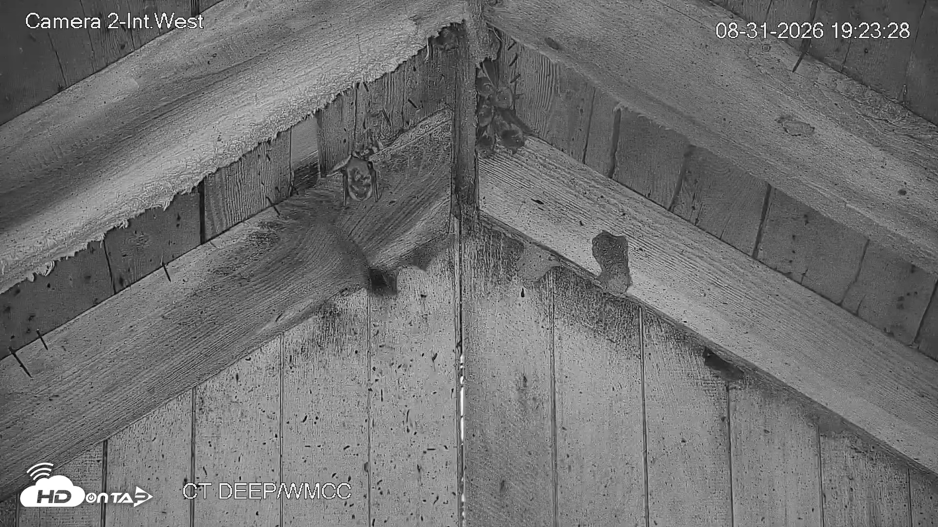 Snapshot of Connecticut Live Bat Webcams taken Aug 31, 2026, 7:24pm EDT