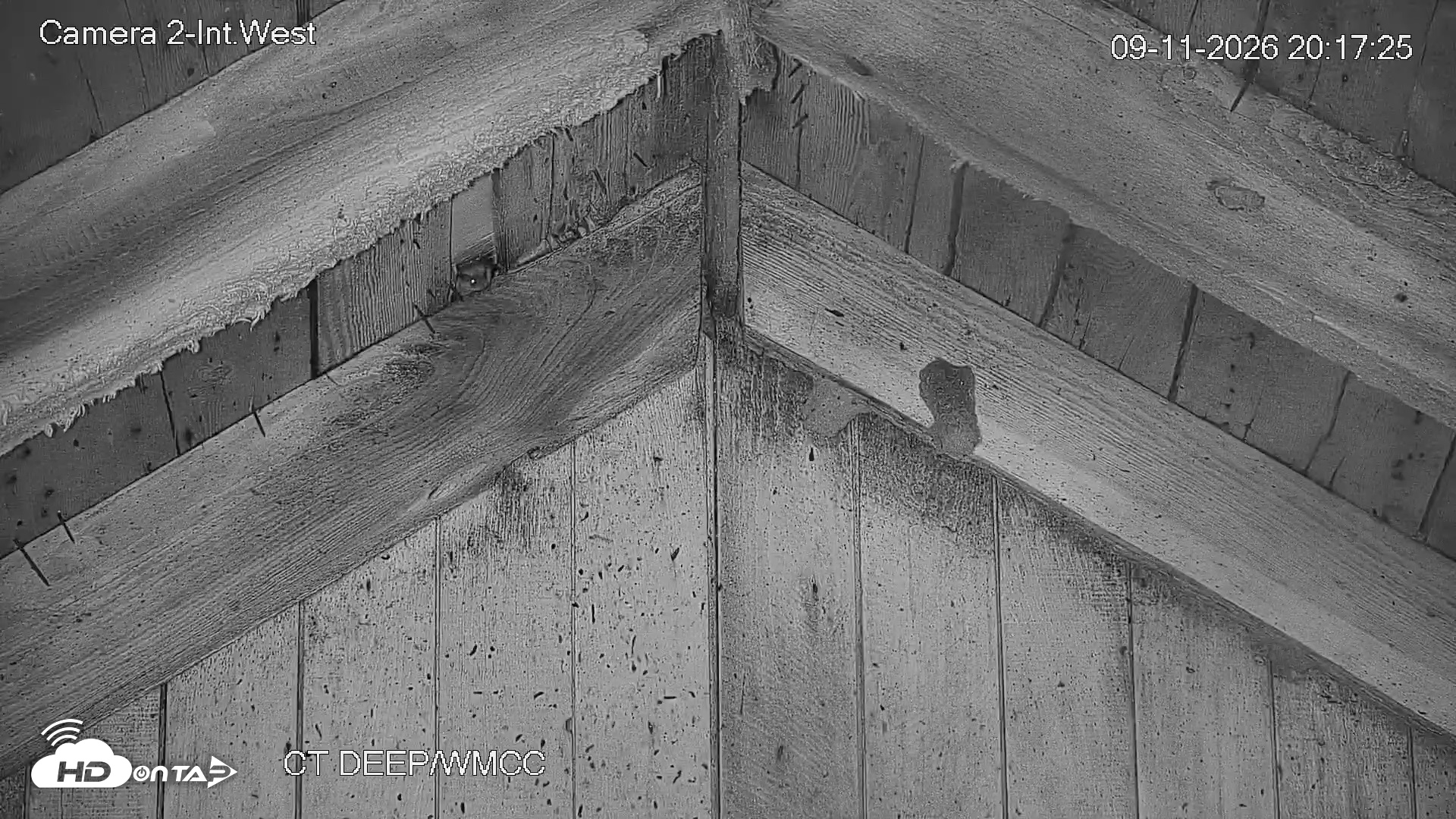 Snapshot of Connecticut Live Bat Webcams taken Sep 11, 2026, 8:18pm EDT