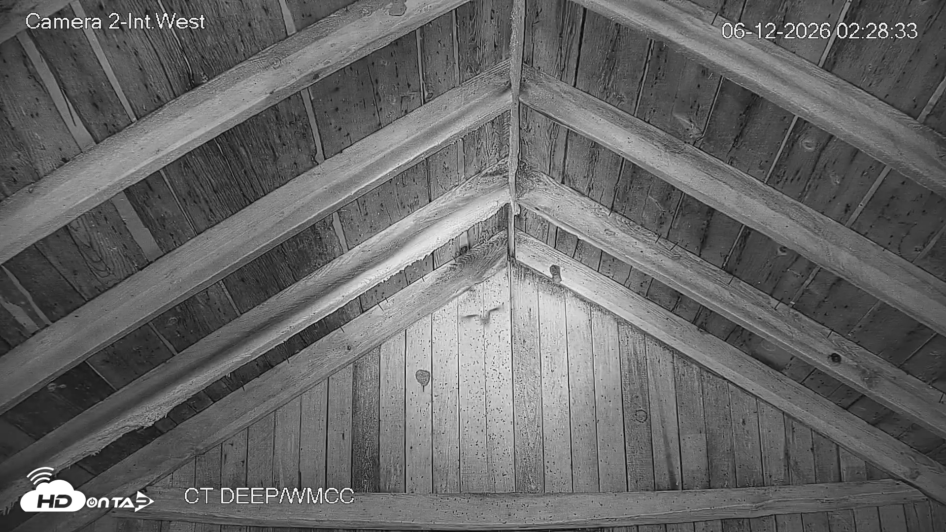 Snapshot of Connecticut Live Bat Webcams taken Jun 12, 2026, 2:28am EDT