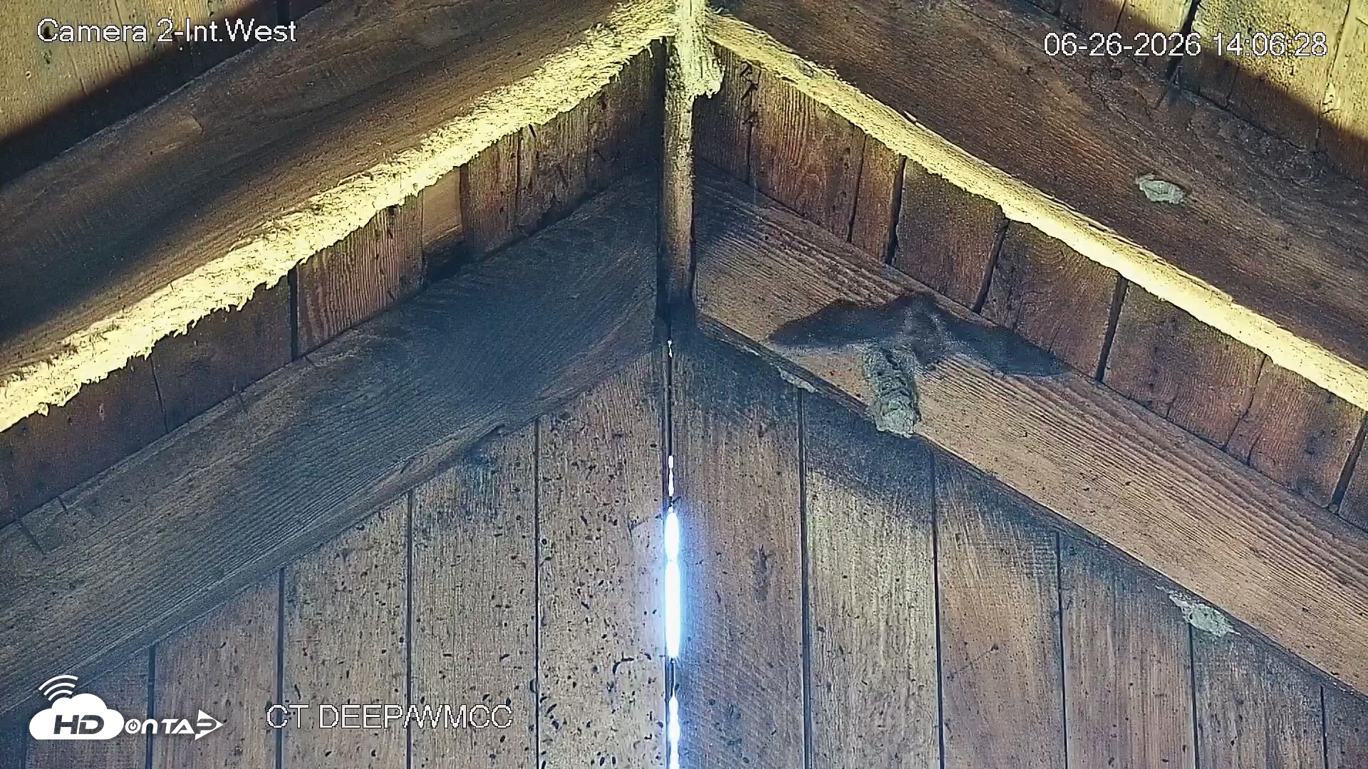 Snapshot of Connecticut Live Bat Webcams taken Jun 26, 2026, 2:06pm EDT