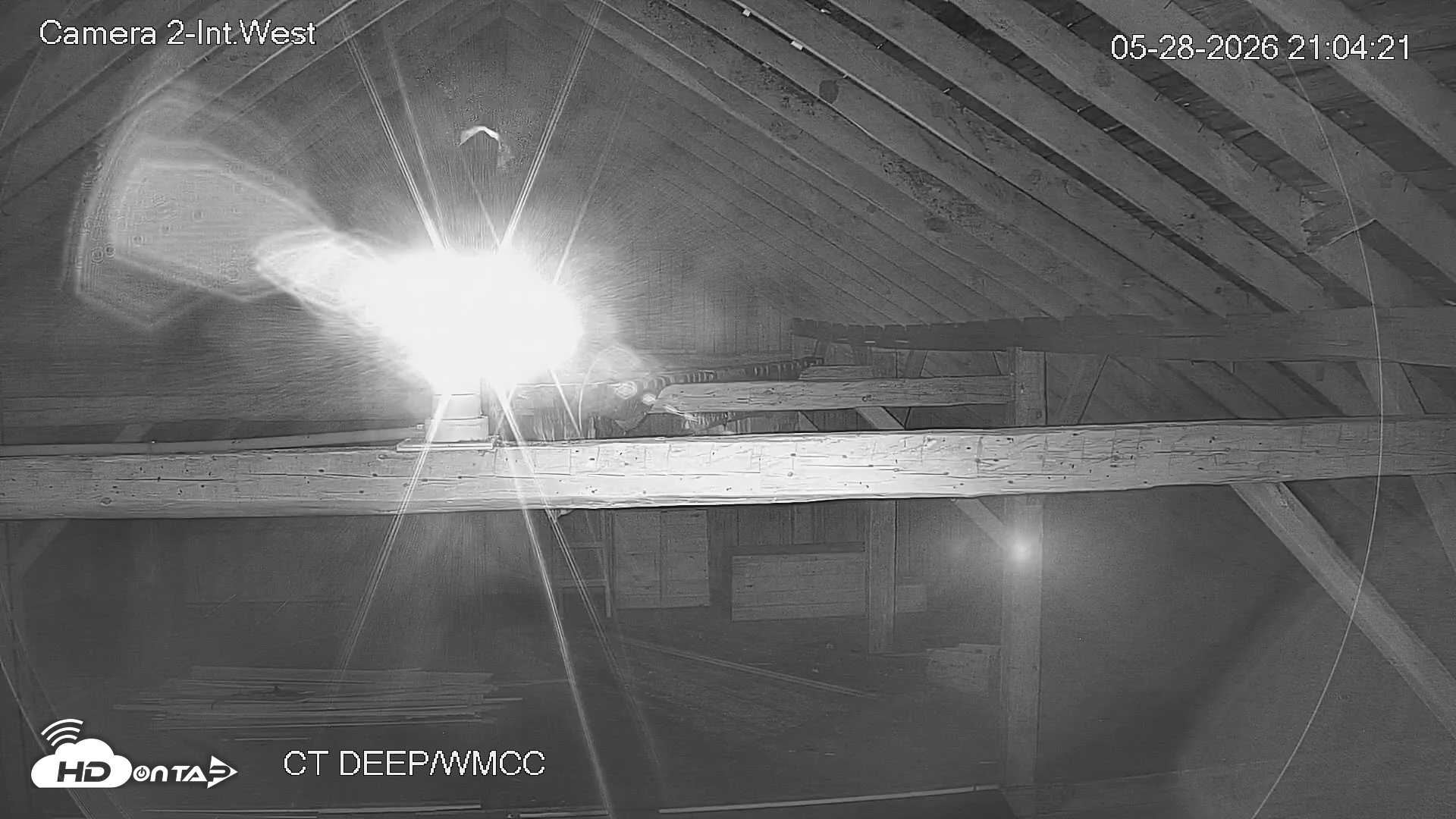 Snapshot of Connecticut Live Bat Webcams taken May 28, 2026, 9:04pm EDT