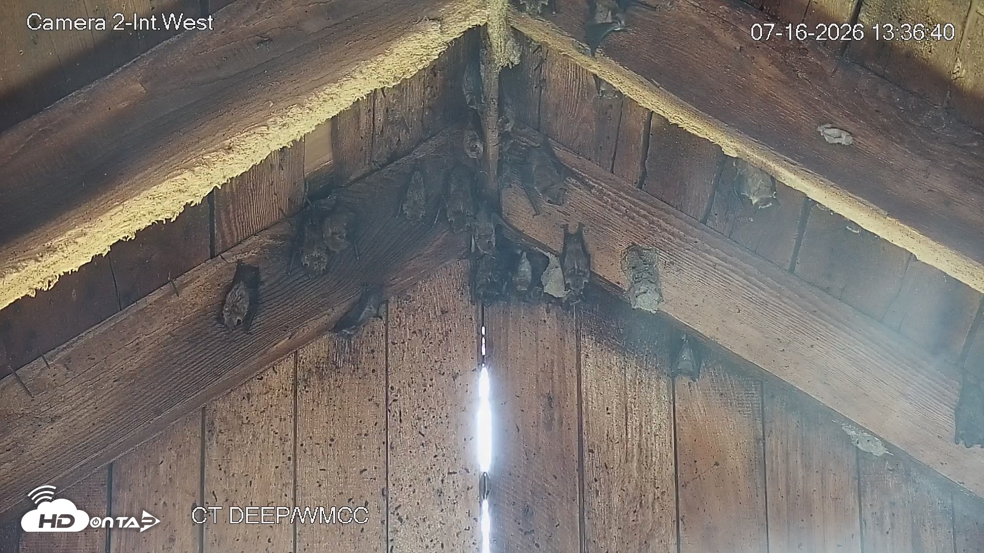 Snapshot of Connecticut Live Bat Webcams taken Jul 16, 2026, 1:36pm EDT