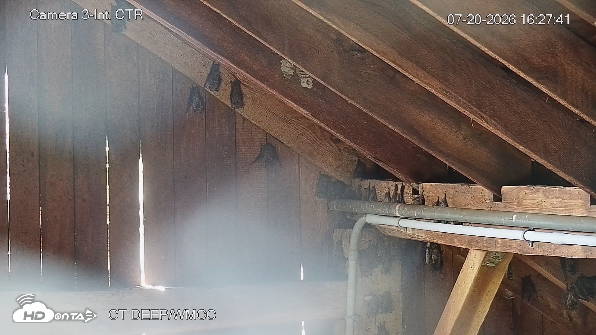 Snapshot of Connecticut Live Bat Webcams taken Jul 20, 2026, 4:27pm EDT