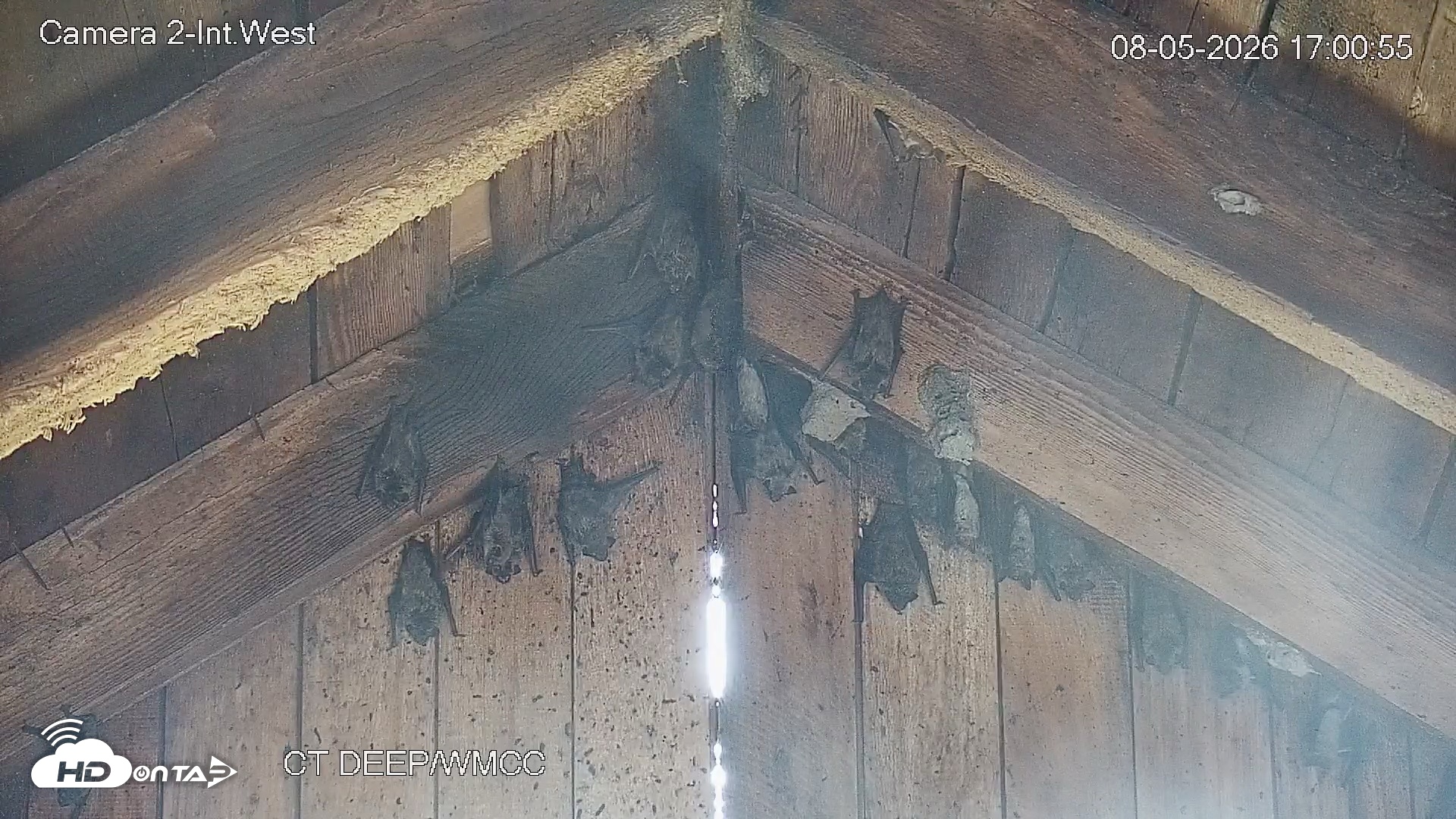 Snapshot of Connecticut Live Bat Webcams taken Aug 5, 2026, 5:01pm EDT