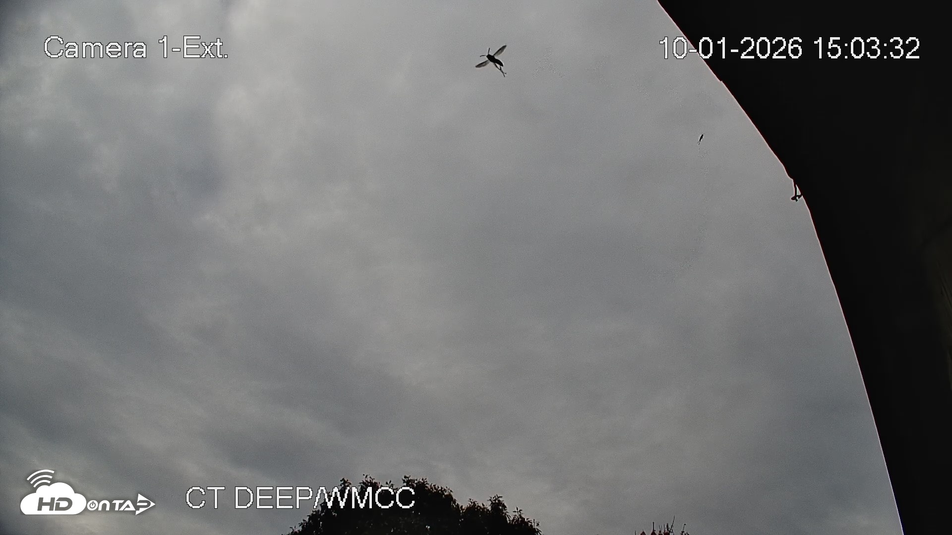 Snapshot of Connecticut Live Bat Webcams taken Oct 1, 2026, 3:03pm EDT