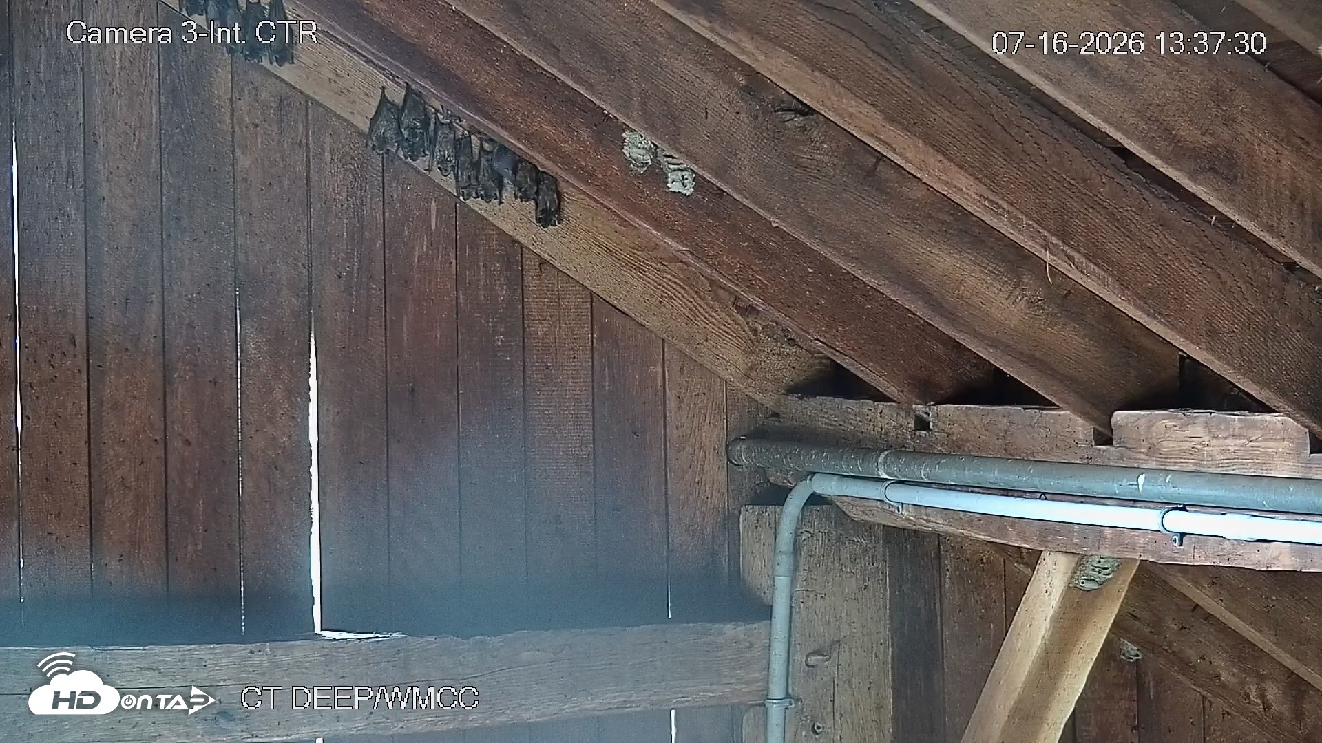 Snapshot of Connecticut Live Bat Webcams taken Jul 16, 2026, 1:37pm EDT