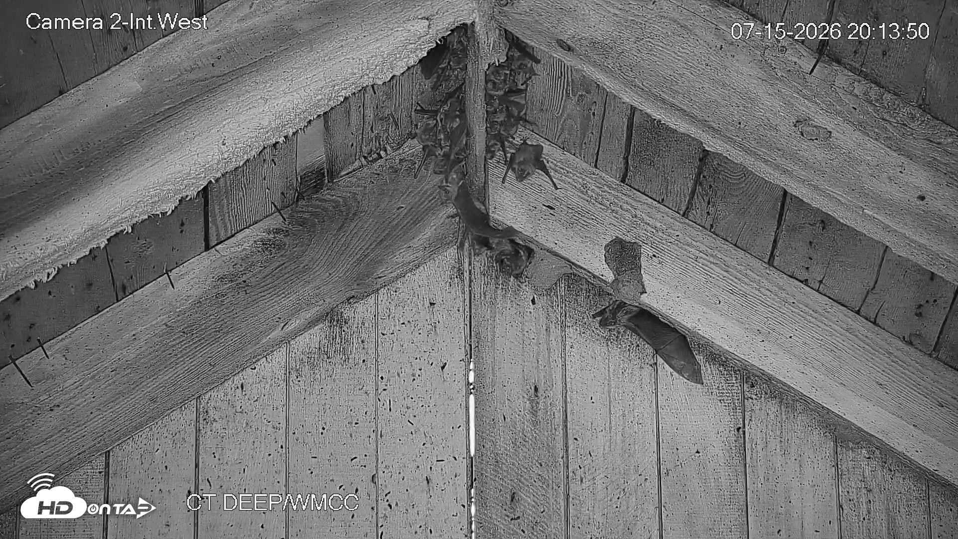 Snapshot of Connecticut Live Bat Webcams taken Jul 15, 2026, 8:14pm EDT