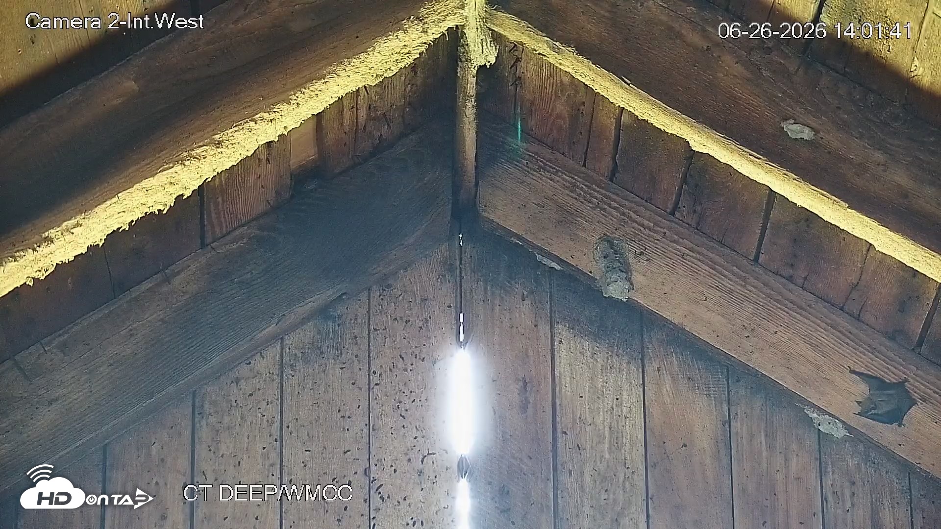 Snapshot of Connecticut Live Bat Webcams taken Jun 26, 2026, 2:01pm EDT