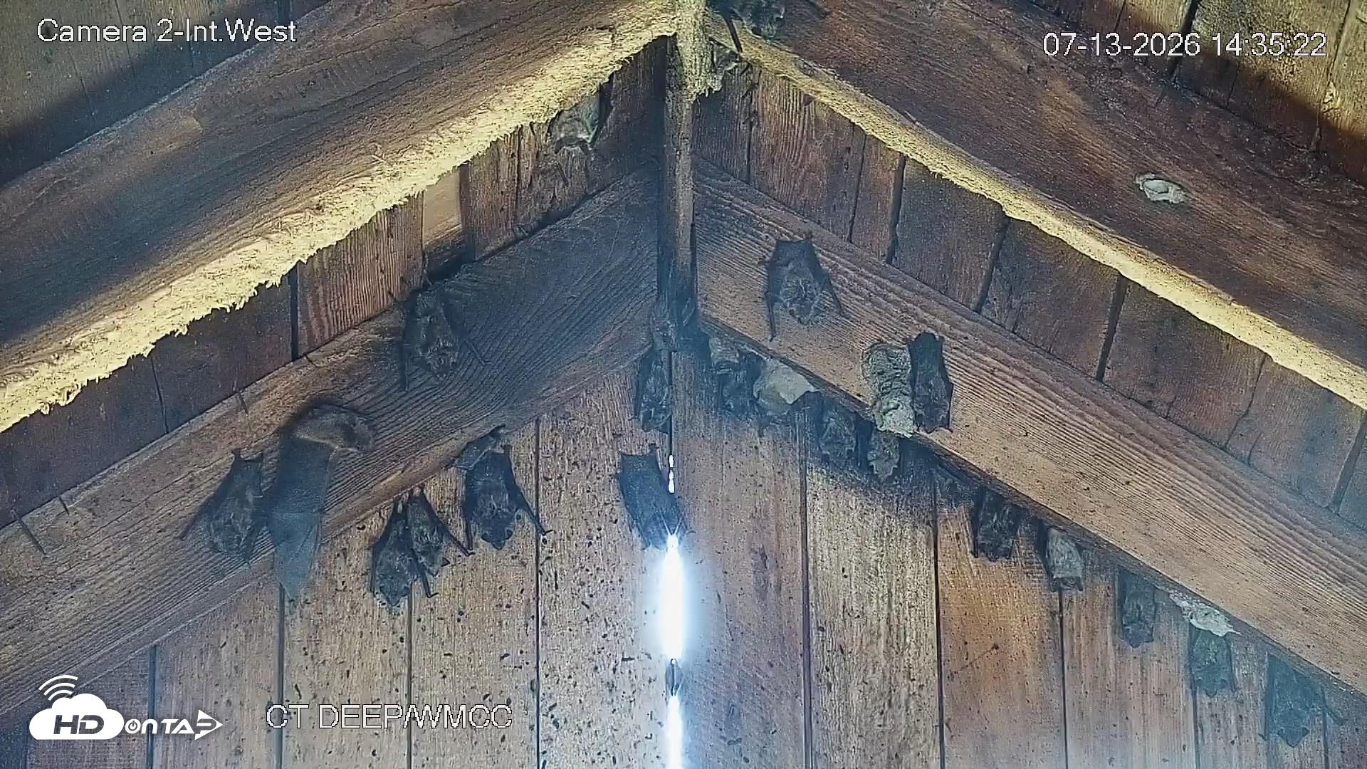 Snapshot of Connecticut Live Bat Webcams taken Jul 13, 2026, 2:35pm EDT