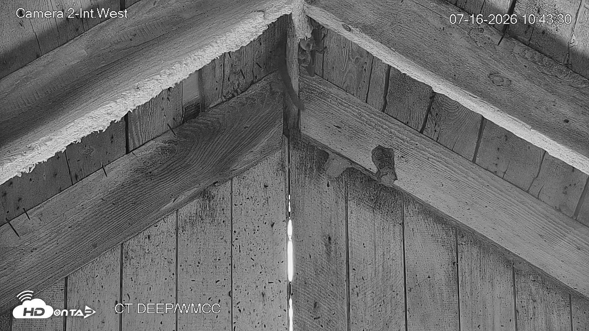 Snapshot of Connecticut Live Bat Webcams taken Jul 16, 2026, 10:43am EDT
